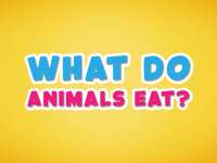 Что едят животные: отгадай и выбери
