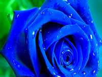 Головоломка-пазл: голубые розы